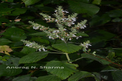Teucrium tomentosum